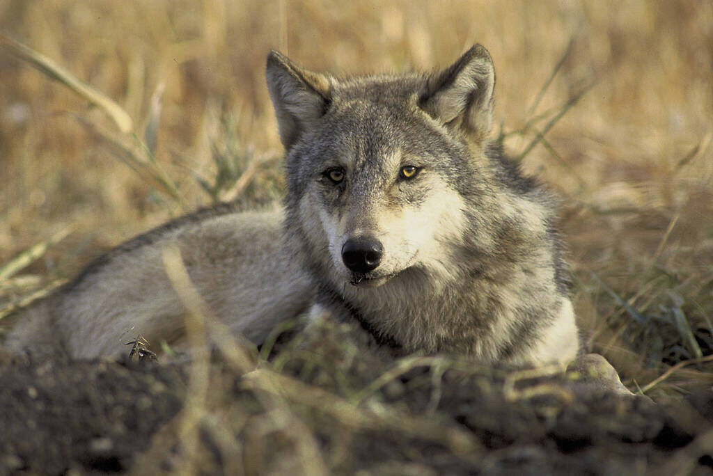 Oregon confirms new wolves in northern Cascade Mountains | La