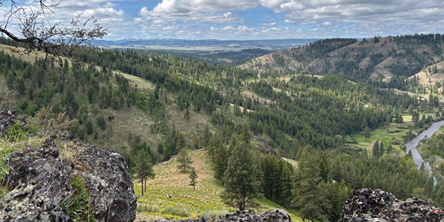 Spanning 11,438 acres, the Qapqapa Wildlife Area in Union County will be co-managed as a working forest by the Confederated Tribes of the Umatilla Indian Reservation (CTUIR) and Oregon Department of Fish and Wildlife. (Rocky Mountain Elk Foundation/Contributed Photo)